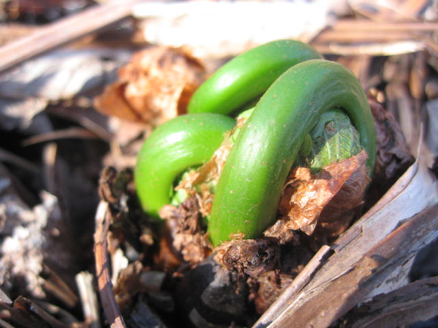 Fiddleheads are one of the first wild plankton of spring but only last for a few weeks. Learn to find, identify (photos included) and cook them.