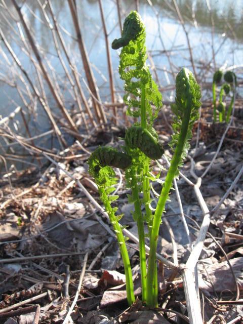 Fiddleheads are one of the first wild plankton of spring but only last for a few weeks. Learn to find, identify (photos included) and cook them.