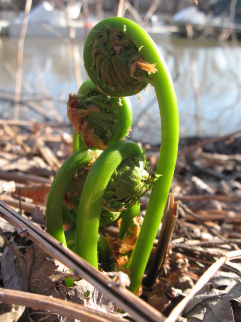 Fiddleheads are one of the first wild plankton of spring but only last for a few weeks. Learn to find, identify (photos included) and cook them.