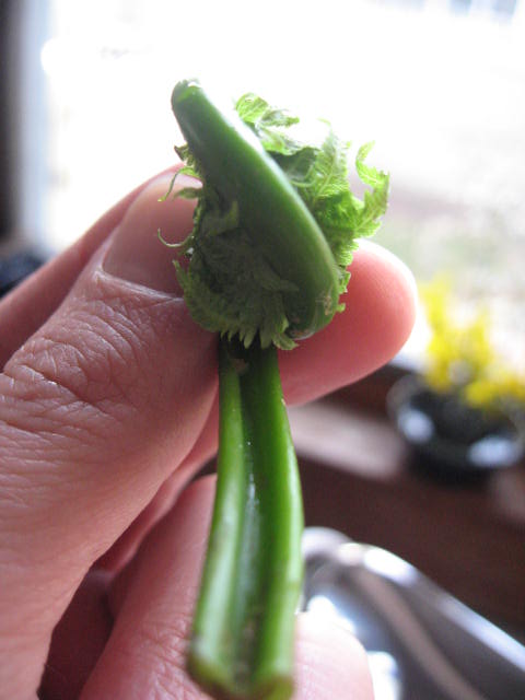 Fiddleheads are one of the first wild plankton of spring but only last for a few weeks. Learn to find, identify (photos included) and cook them.