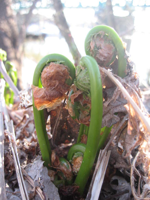 Fiddleheads are one of the first wild plankton of spring but only last for a few weeks. Learn to find, identify (photos included) and cook them.