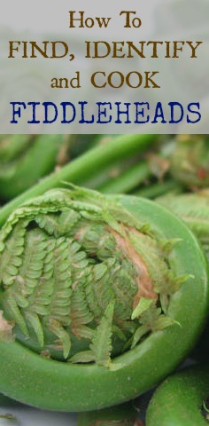 Fiddleheads are one of the first wild plankton of spring but only last for a few weeks. Learn to find, identify (photos included) and cook them.