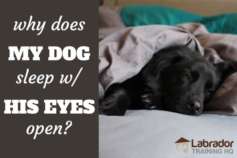 Why Does My Dog Sleep With His Eyes Open? - Black Lab lying down in bed with his eyes slightly opened.