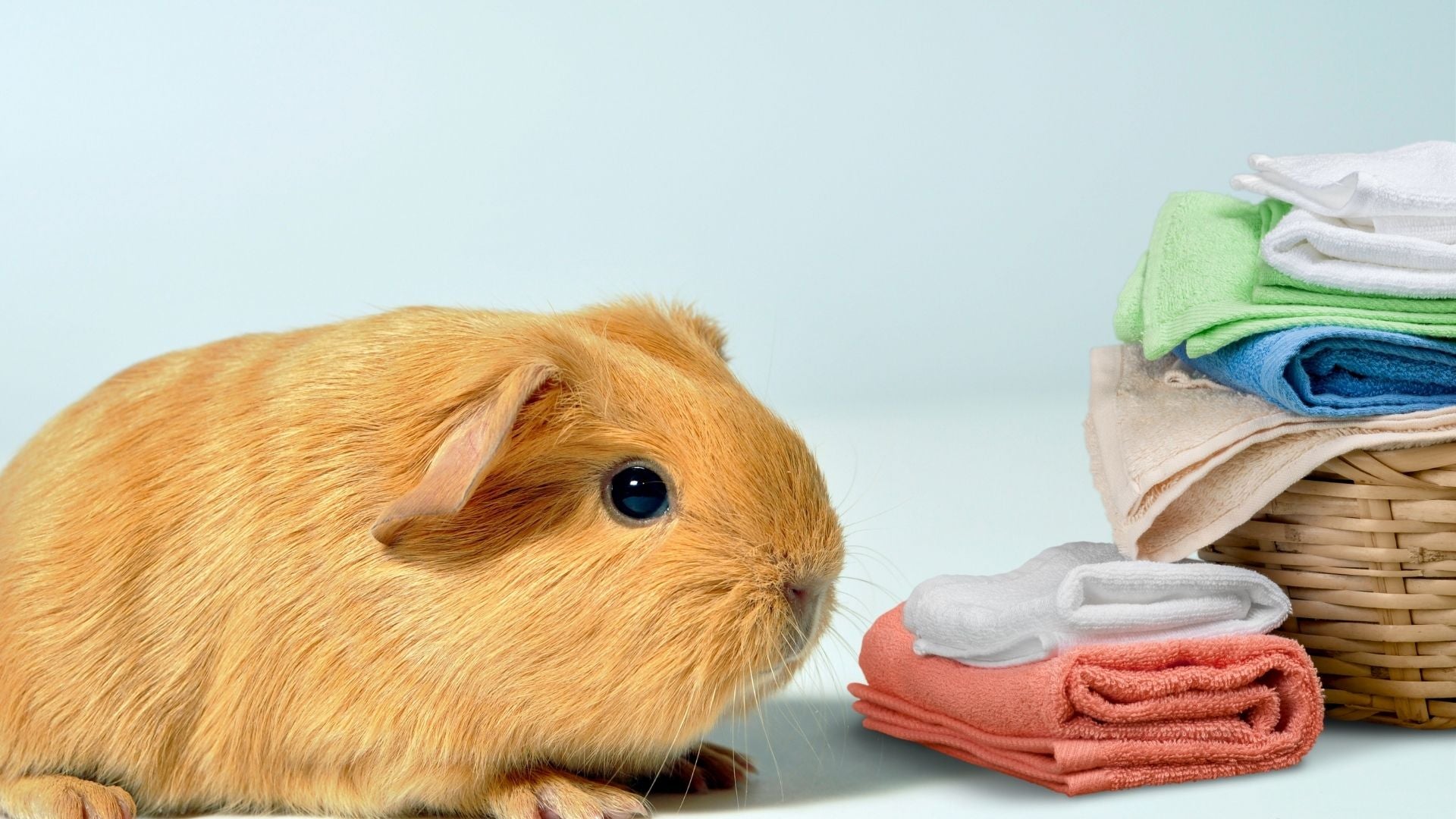 Yellow guinea pig sitting next to a laundry basket on a blue background