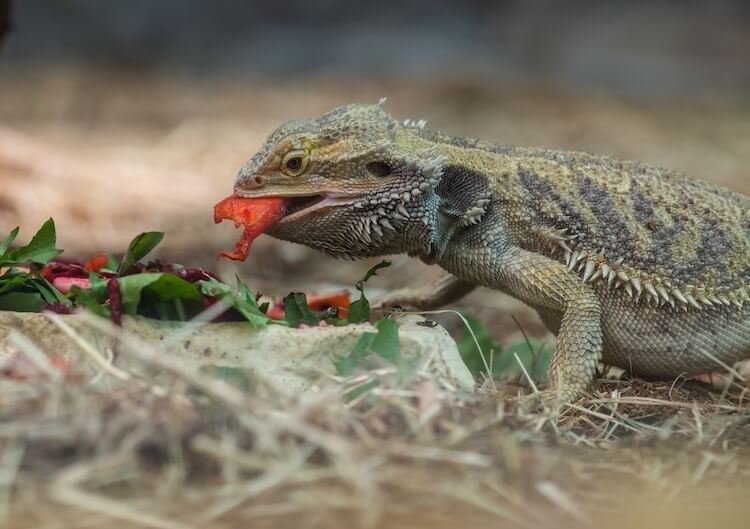 Bearded dragon eating vegetables out of a bowl