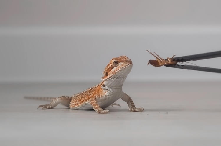 Feeding a cockroach to a baby bearded dragon