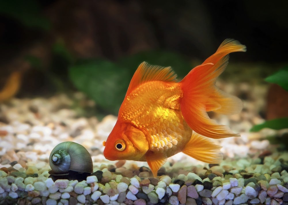 Goldfish-and-snails-in-aquarium