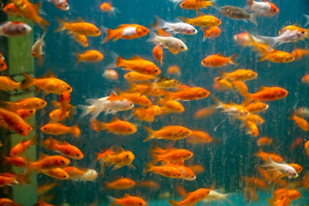 goldfish in the tank