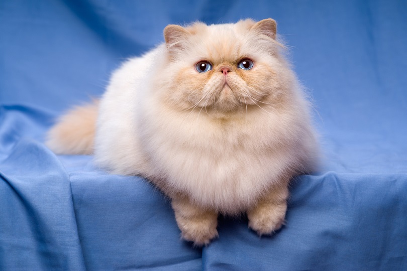 Beautiful Persian cream cat with blue eyes_Dorottya Mathe_shutterstock