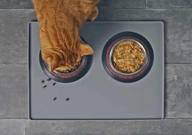 Wet and dry cat food_shutterstock_Lightspruch