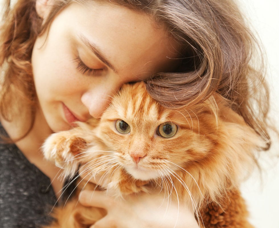 what does it mean when a cat headbutts you - ginger cat
