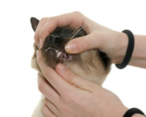 Clean cat teeth, bad breath for cats