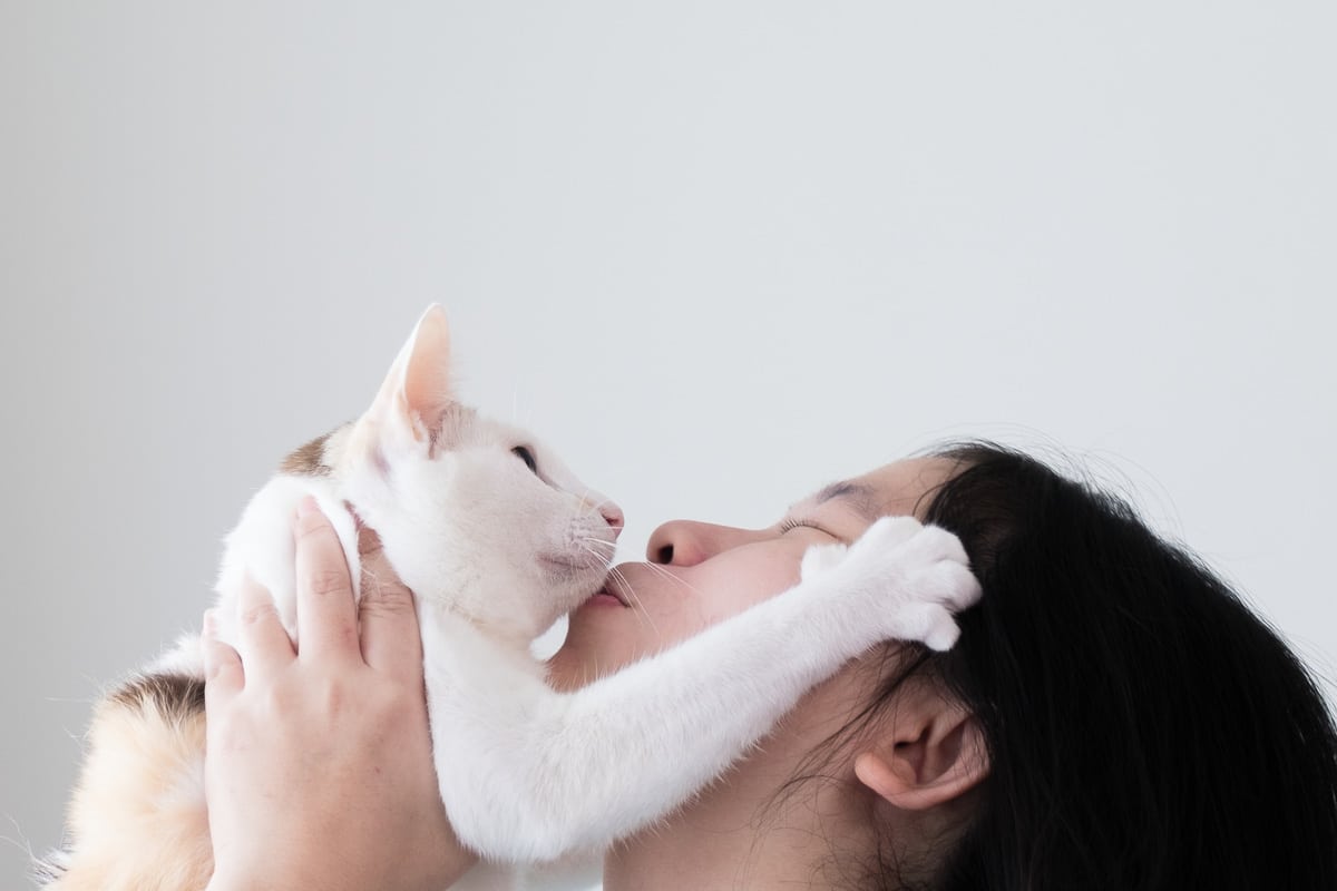 white cat is kissed with paw on woman