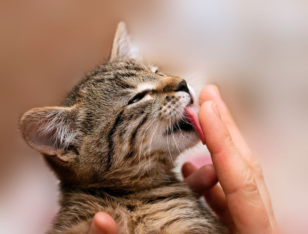 Kitten licking fingers wondering why cat licks my nose?