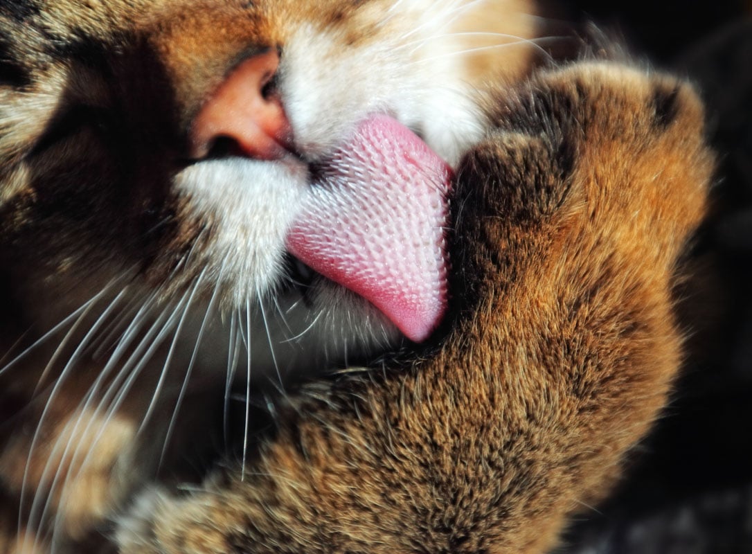 cat tongue licking close What does it mean when a cat licks your nose