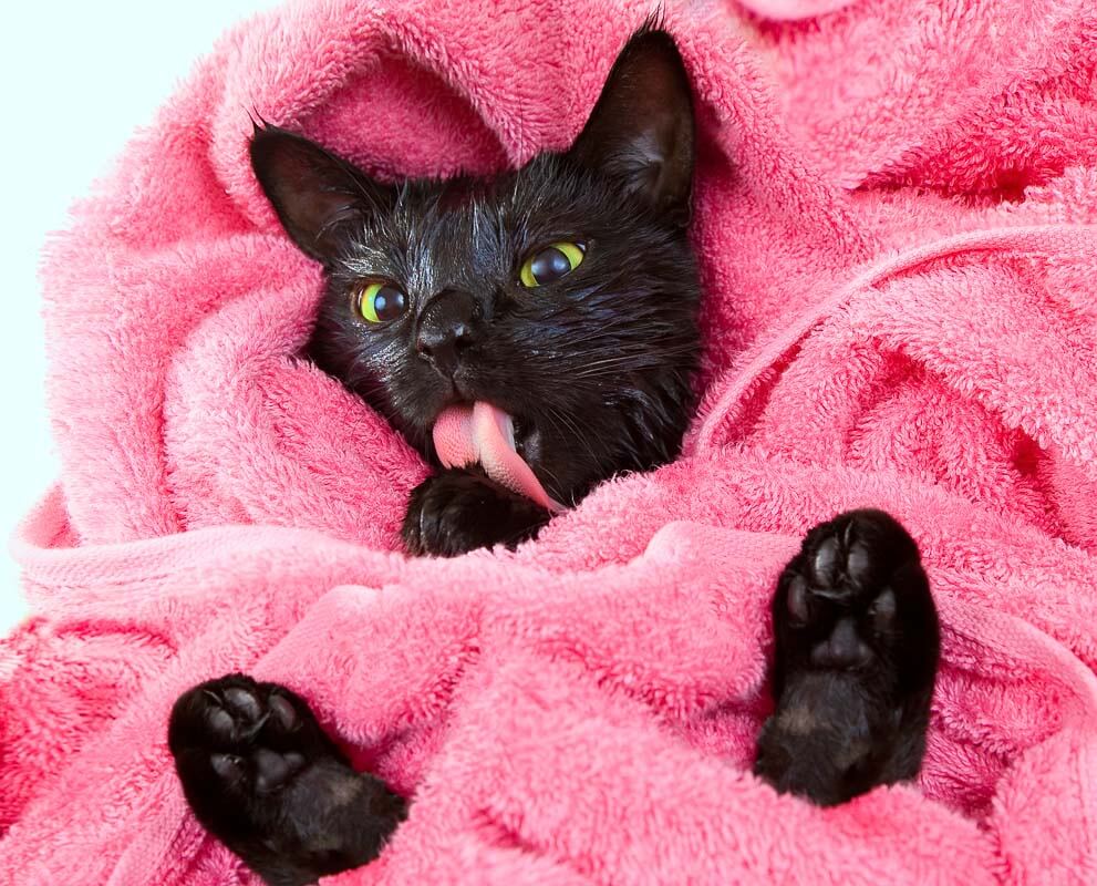 Cute black soggy cat licks after bathing, dries with a towel