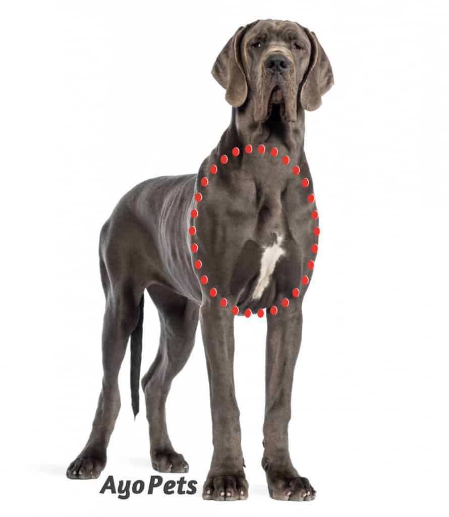 Great Dane Deep Chest Example Seen from the front