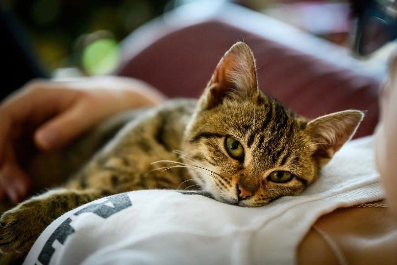 a tabby cat lying on top of a woman