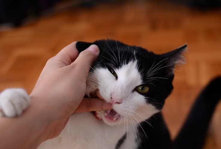cat bites owner