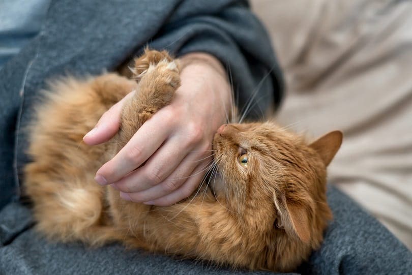 a red domestic cat bites its owner