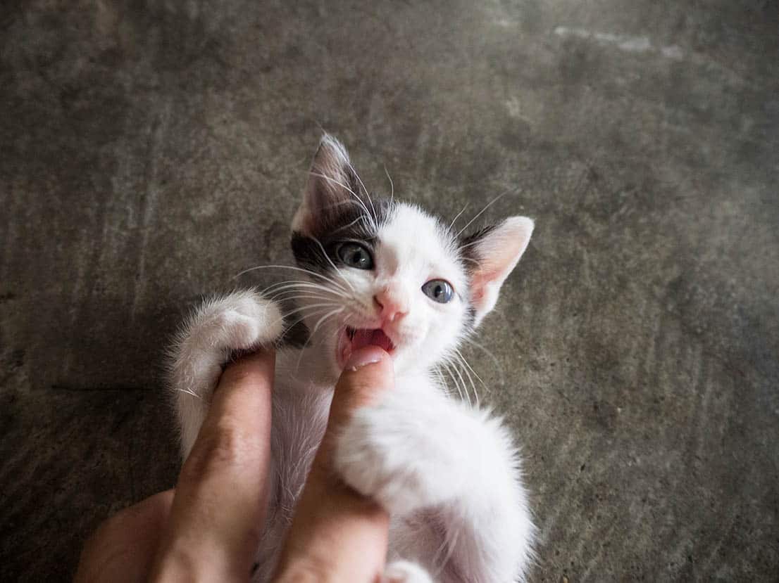 finger chewing kitten
