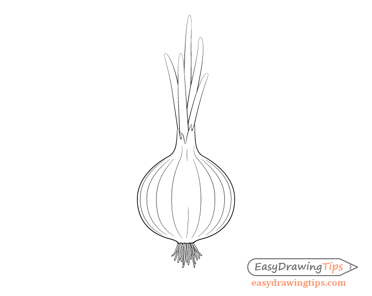 Drawing onions