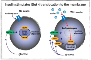 Glucose storage as a glycogen diagram
