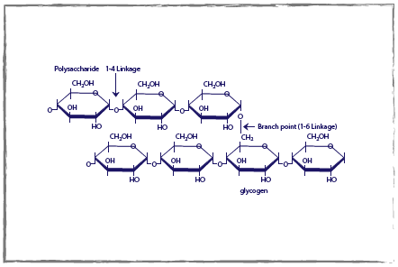 Metabolizing glucose to generate ATP by glycolysis and the Krebs . cycle diagram