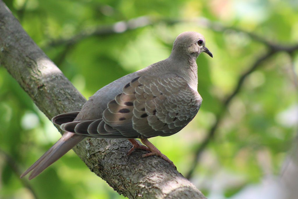A dove sitting on a tree.