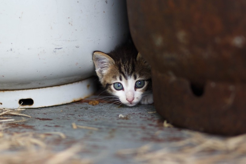 hiding kittens