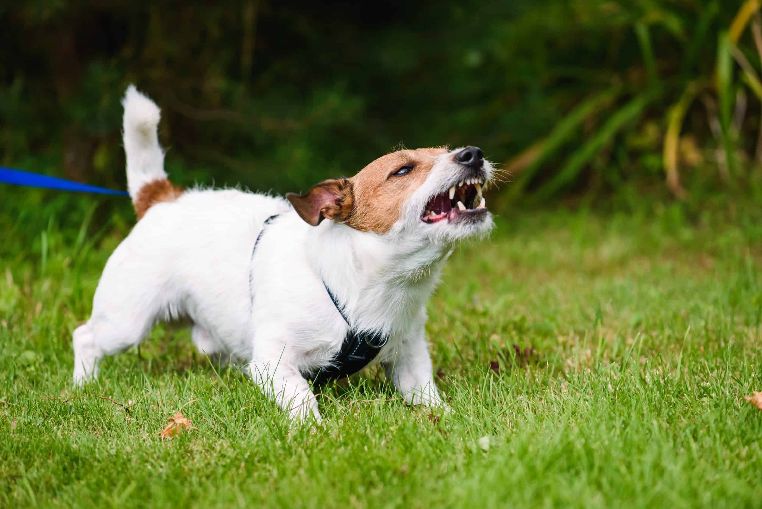 dog barking at strangers