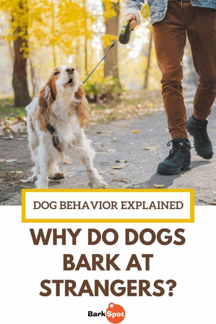 Why do dogs bark at strangers?