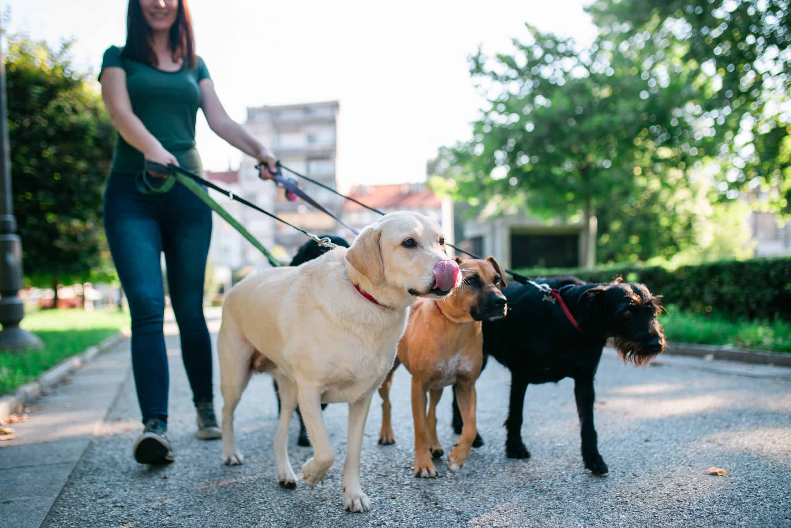 Miniature Canva Dog walker