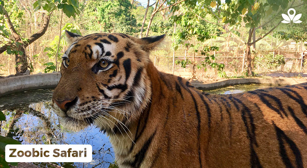 a tiger in Subic Zoobic Safari