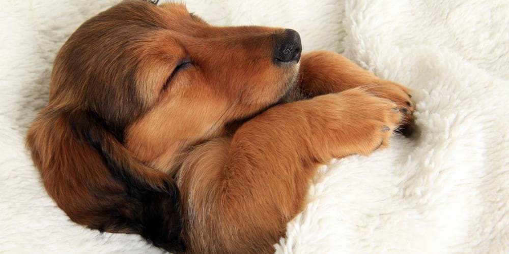 Sleeping cute Dachshund