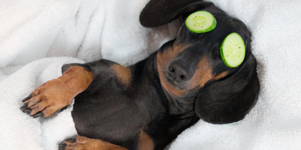 Dachshund is sleeping relaxing