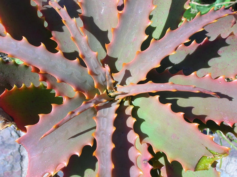 4 Sunburned Aloe