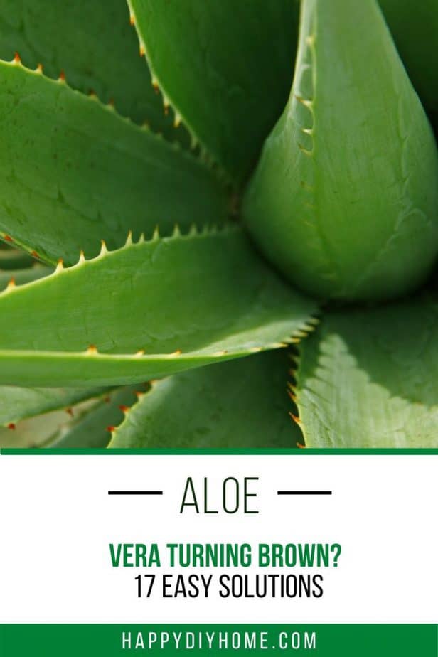 Aloe Vera 1
