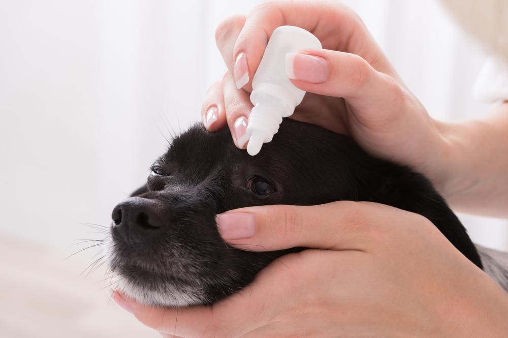 eye drops for dogs