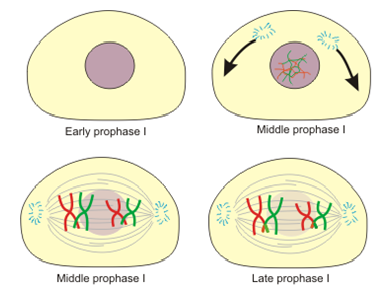 Meiosis3