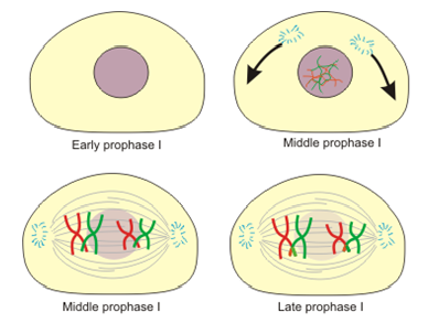 Anaphase