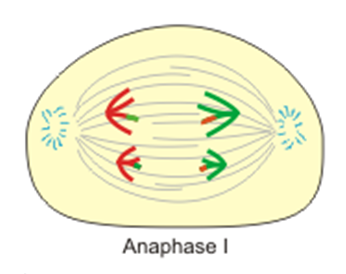 metaphase II