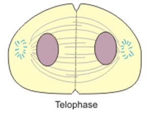 anaphase II