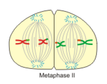 Meiosis - Cellular and Molecular Biology Practice Question