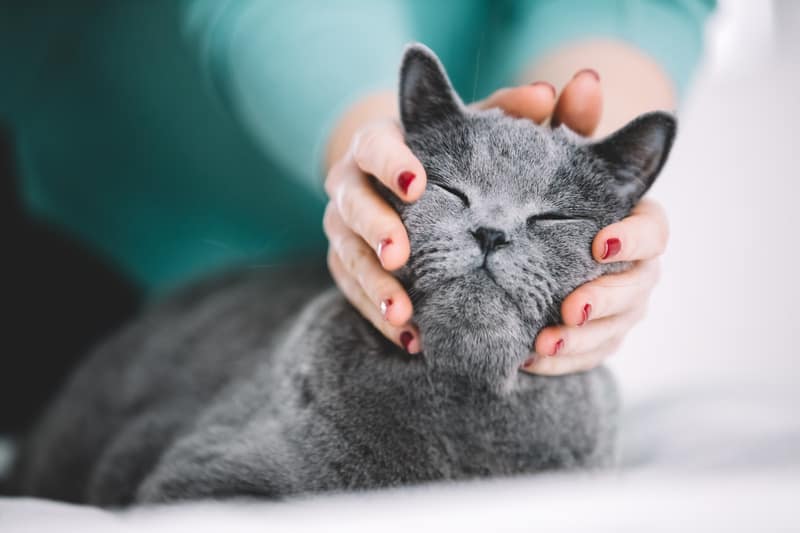 Why do cats close their eyes when you pet them?