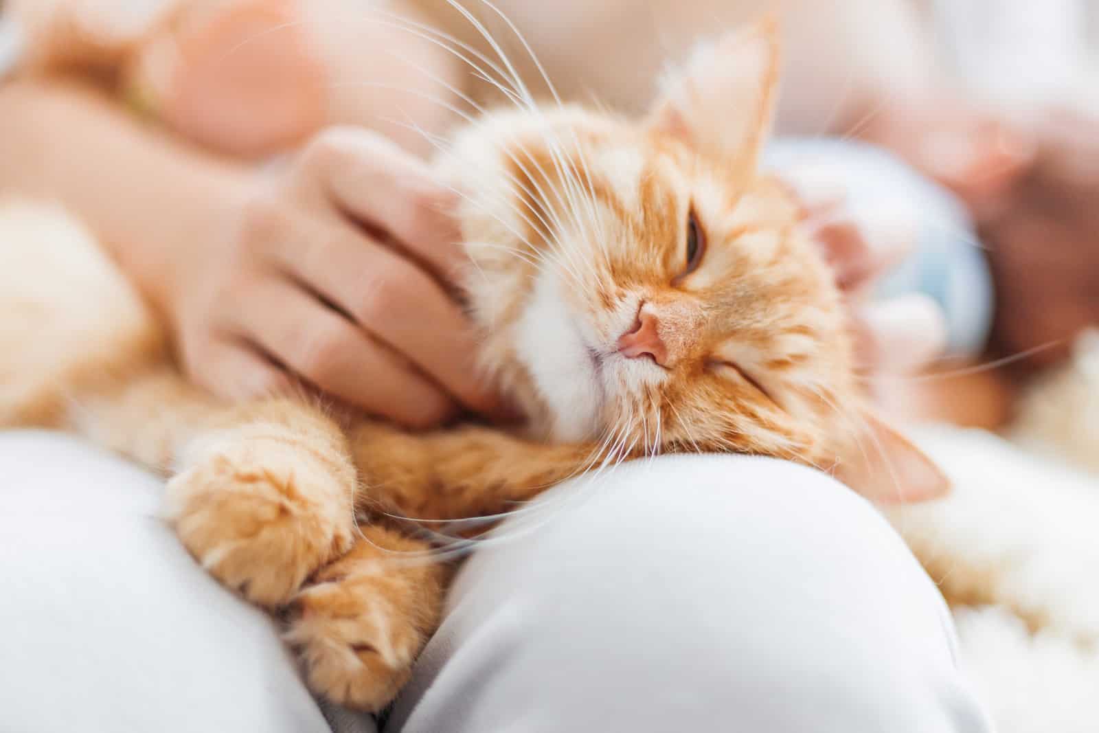 Canva woman stroking cute ginger cat