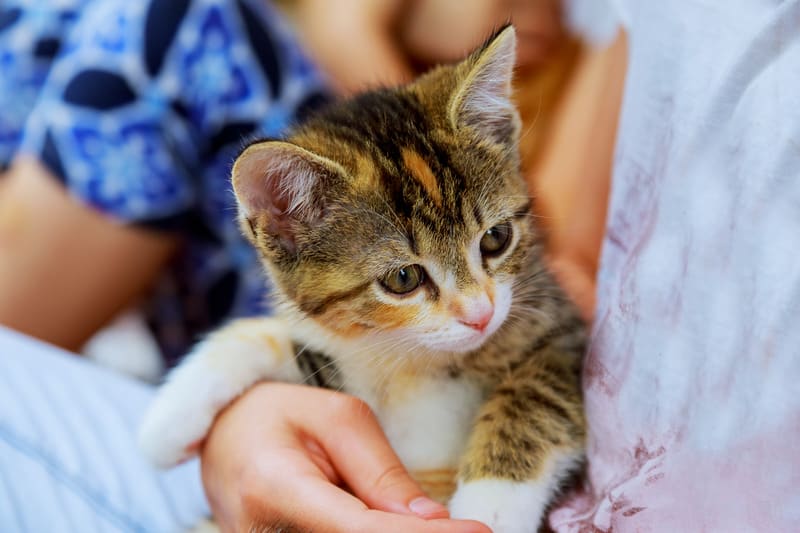 Smiling little girl Canva with a kitten in her arms