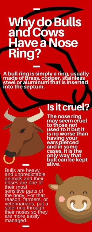 Why Do Bulls and Cows Have Nose Rings? Infographics