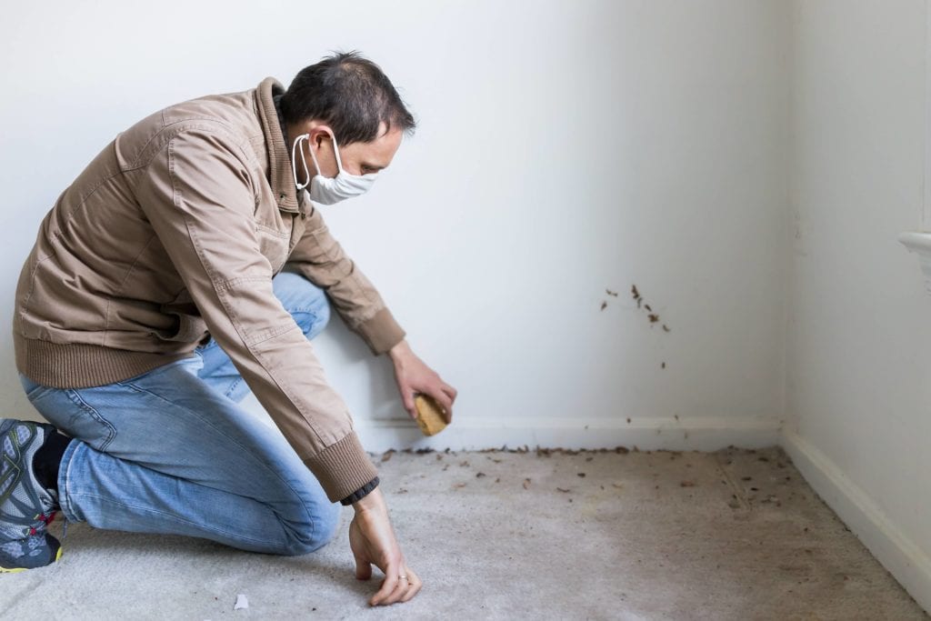 Find mold problems early
