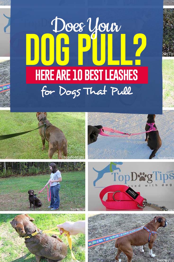 Best Rated Leashes for Dogs That Pull
